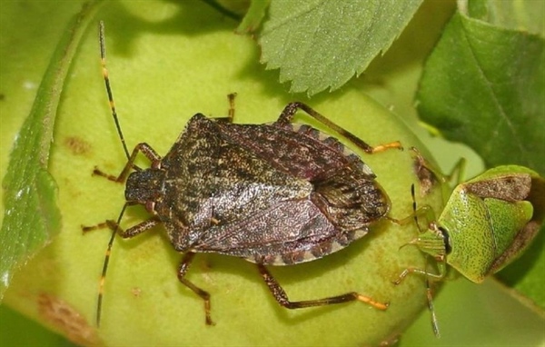 CIMICE ASIATICA, VERNOCCHI: “BENE VIA LIBERA DALL’UE ALLE MISURE DI CONTRASTO ALLA CIMICE ASIATICA”